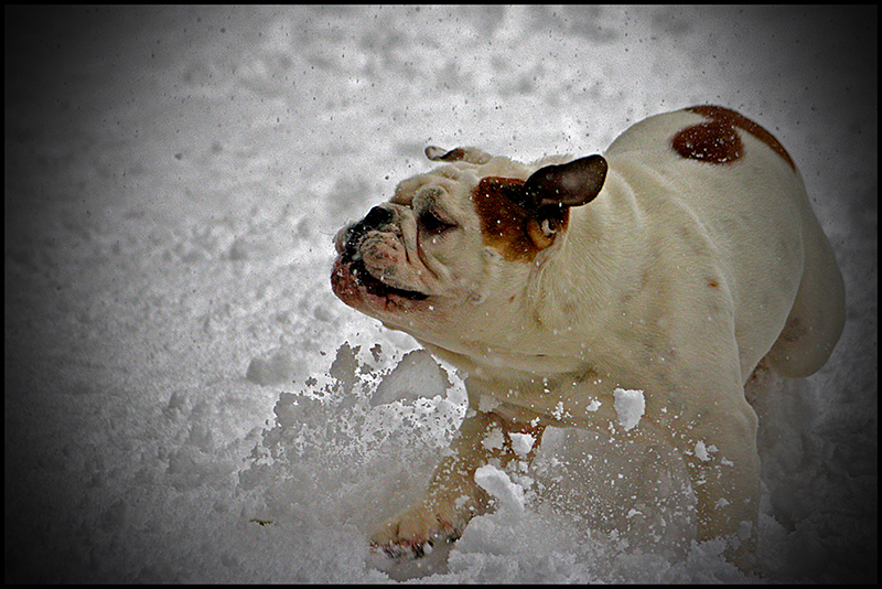 Humphry in the snow